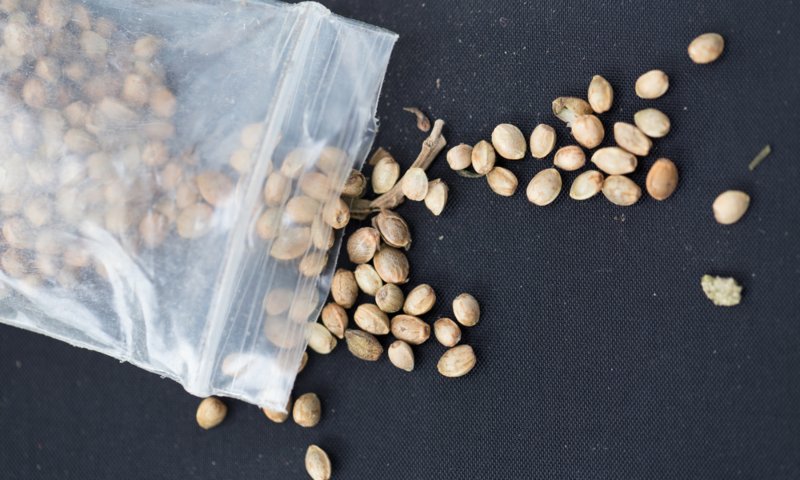 cheap marijuana seeds cheap marijuana seeds