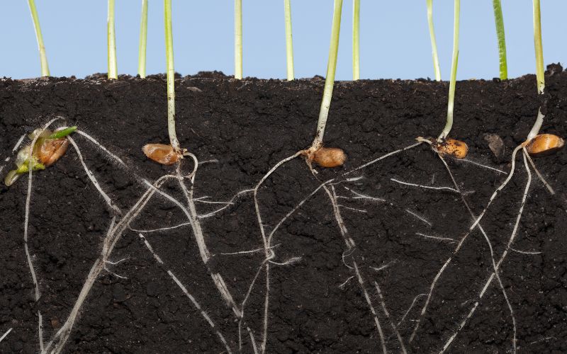 germinate marijuana seeds