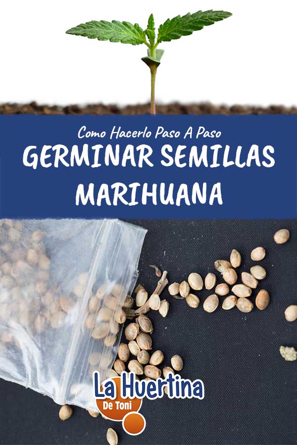 germinate cannabis