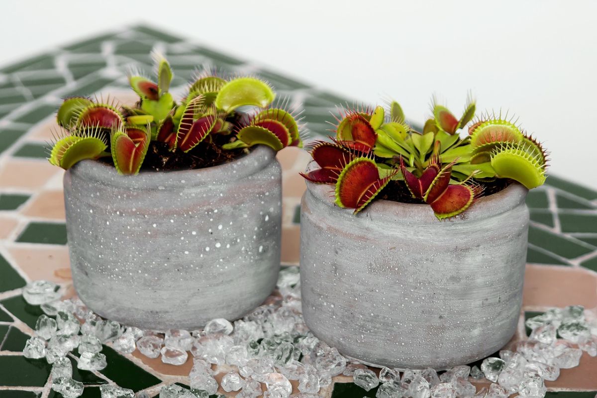 venus flytrap