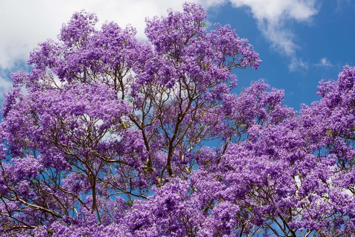 jacaranda treetops