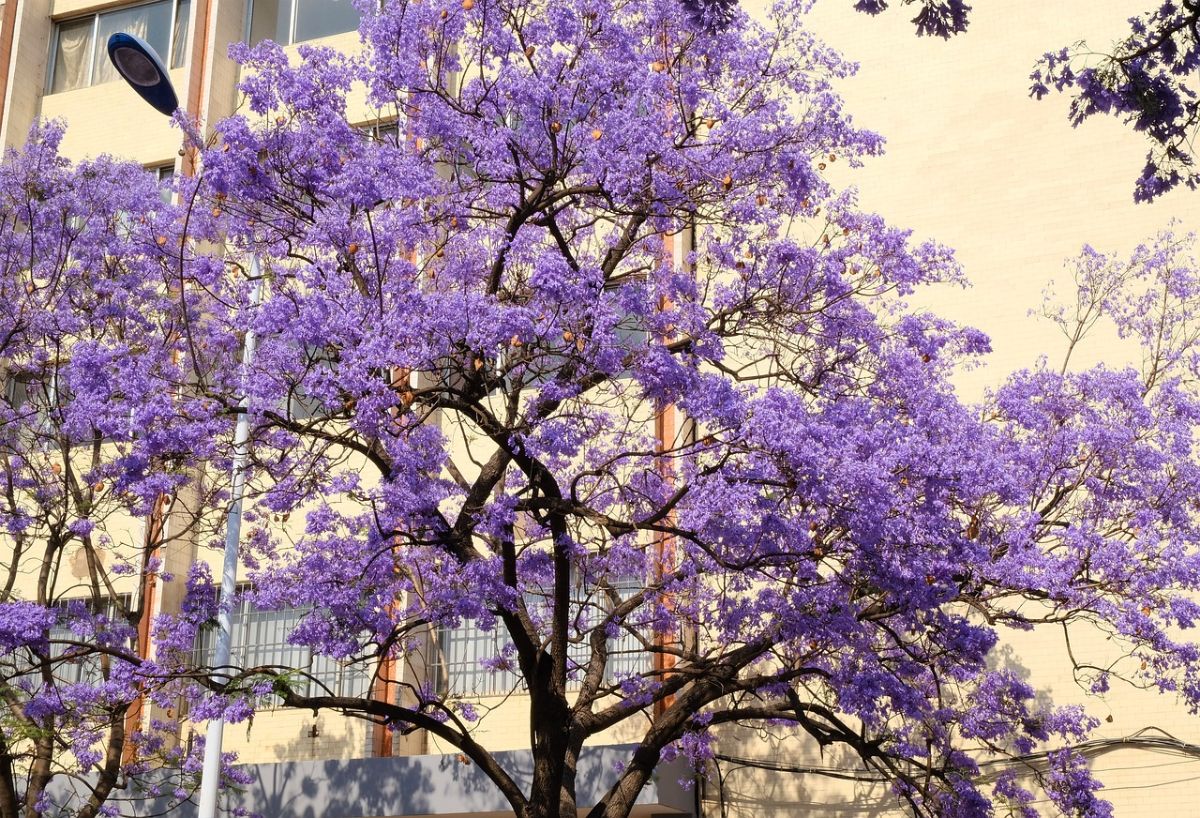 blooming jacaranda