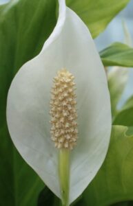 a peace lily