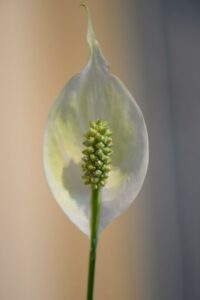 a peace lily