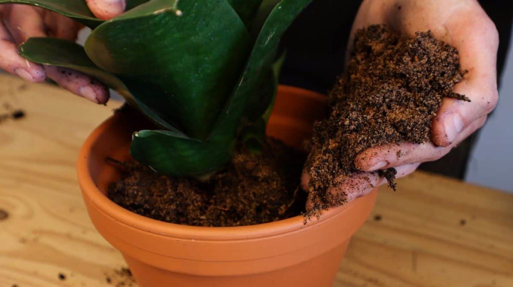 How to Transplant a Snake Plant (And 5 Signs It Needs It) - ISPUZZLE