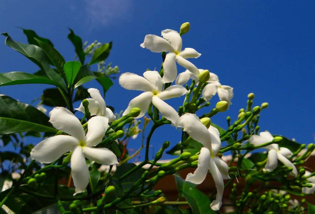 jasmine flowers