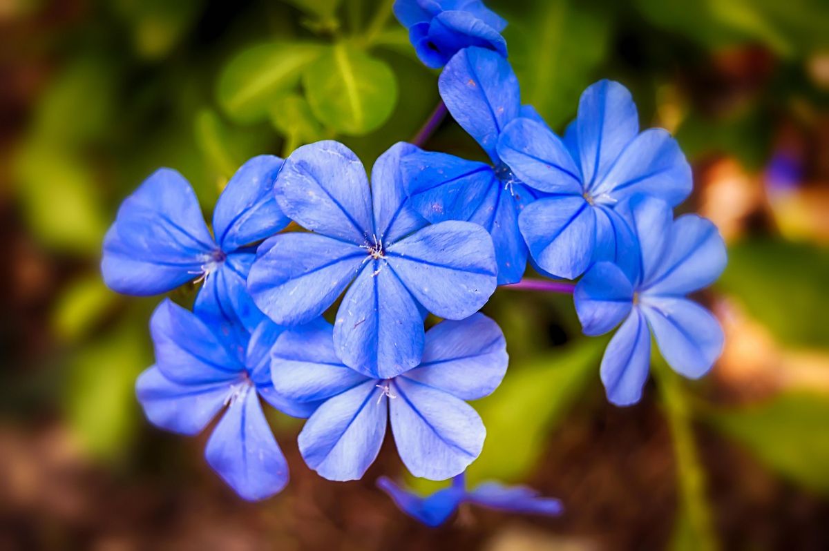 blue jasmine flower