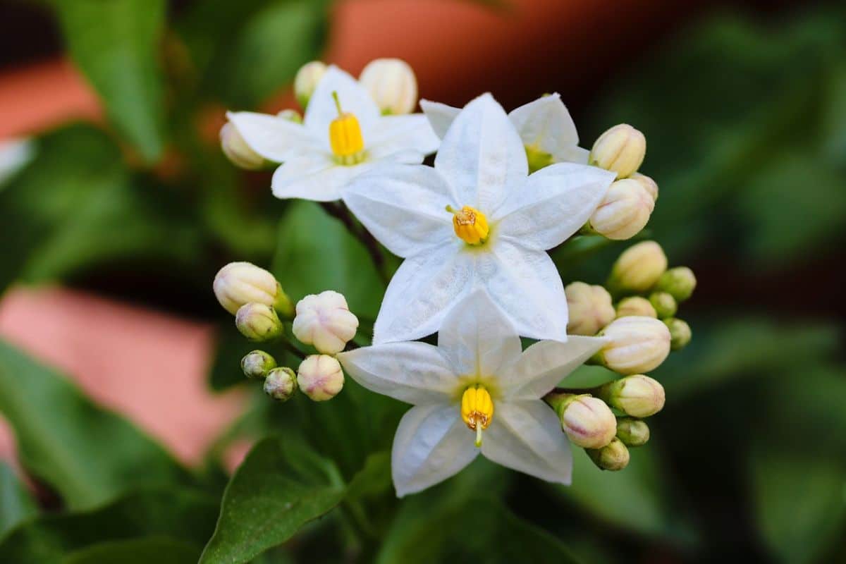 jasmine flower