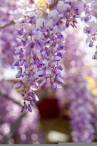 a wisteria