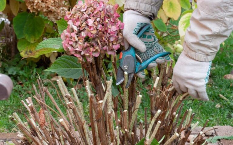 4 essential fall chores for your hydrangeas