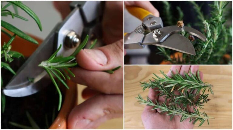 How and When to Prune Rosemary for Tall Bushy Plants - ISPUZZLE