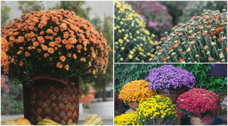 Deadheading Mums + More Tips for Mums to Last Longer - ISPUZZLE
