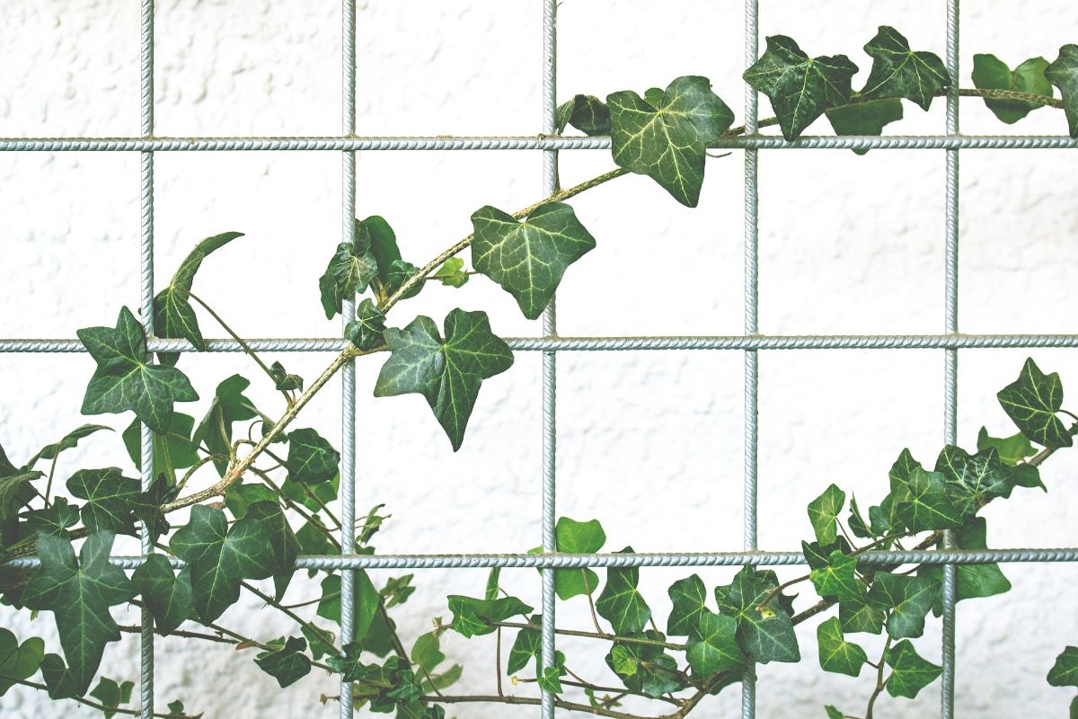 Ivy