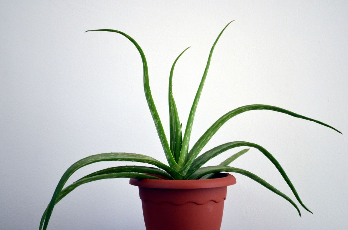 aloe vera