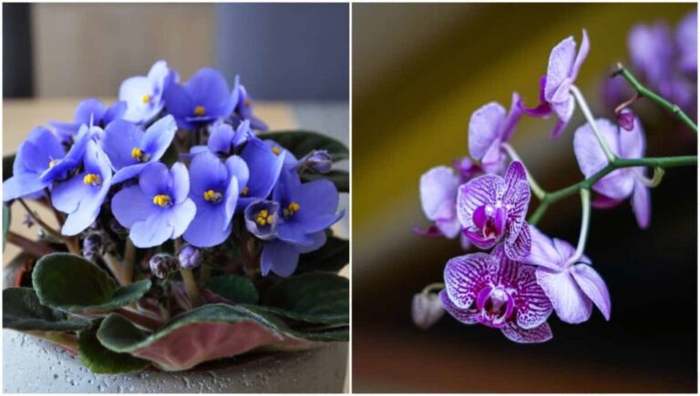 9 flowering houseplants for exciting flowering indoors
