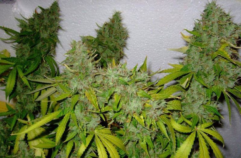 seeds ak 47 where