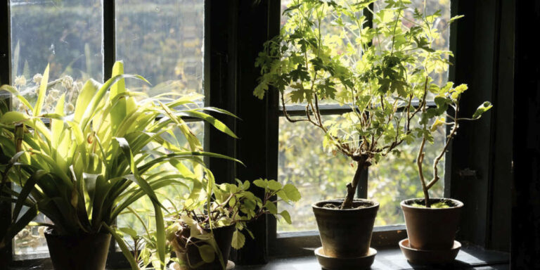 plantas ornamentales ventana