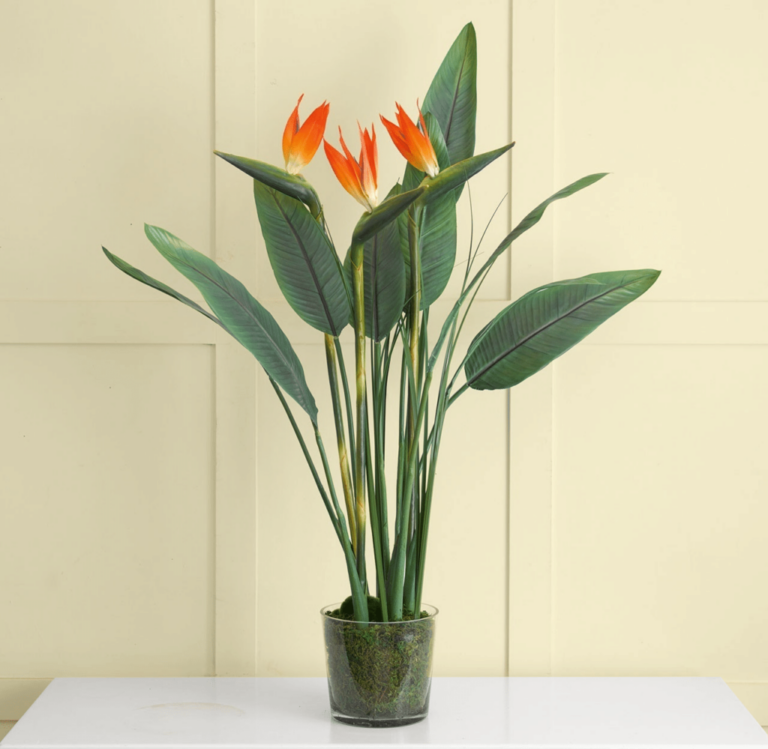 4 Reasons Why Bird of Paradise Leaves Curl