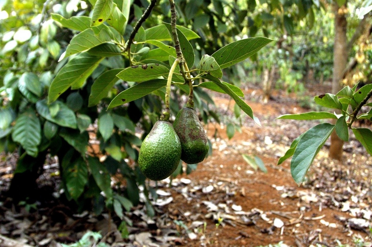 The avocado tree is a very productive fruit tree.