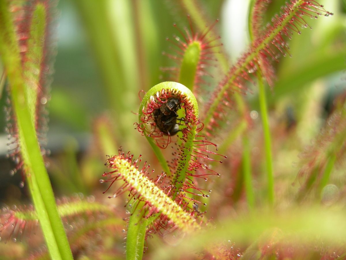 carnivorous plants for children