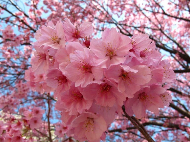 flor de cerezo sakura
