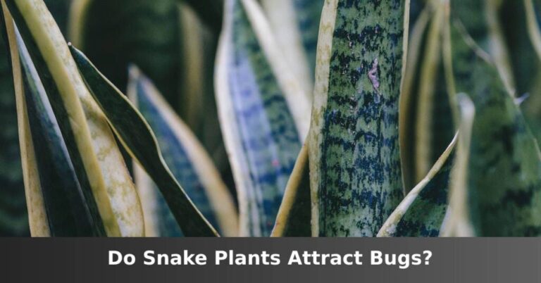 Do snake plants attract insects? [Things To Know] –ISBUZZLE