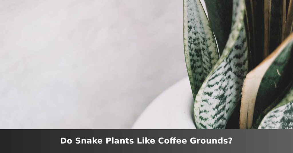 Do snake plants like coffee grounds? [Pros And Cons] –ISBUZZLE