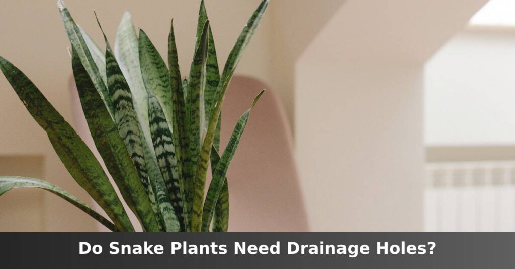 Do snake plants need drainage holes? [No, But You Should] –ISBUZZLE