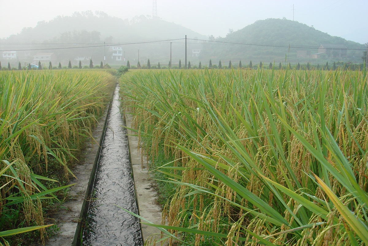 Flood irrigation is one of the oldest and simplest irrigation methods available.