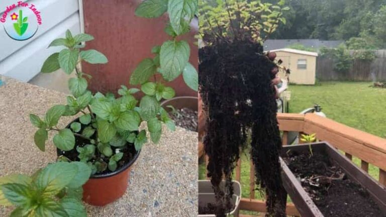 Planta de menta en maceta de interior y la profundidad del sistema radicular