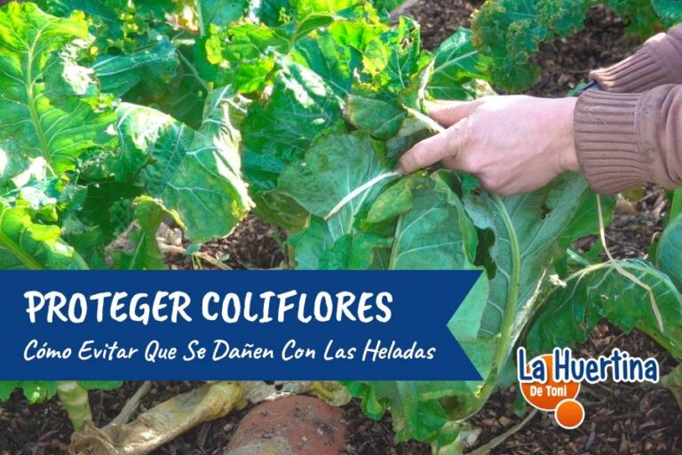 evitar daños heladas coliflor