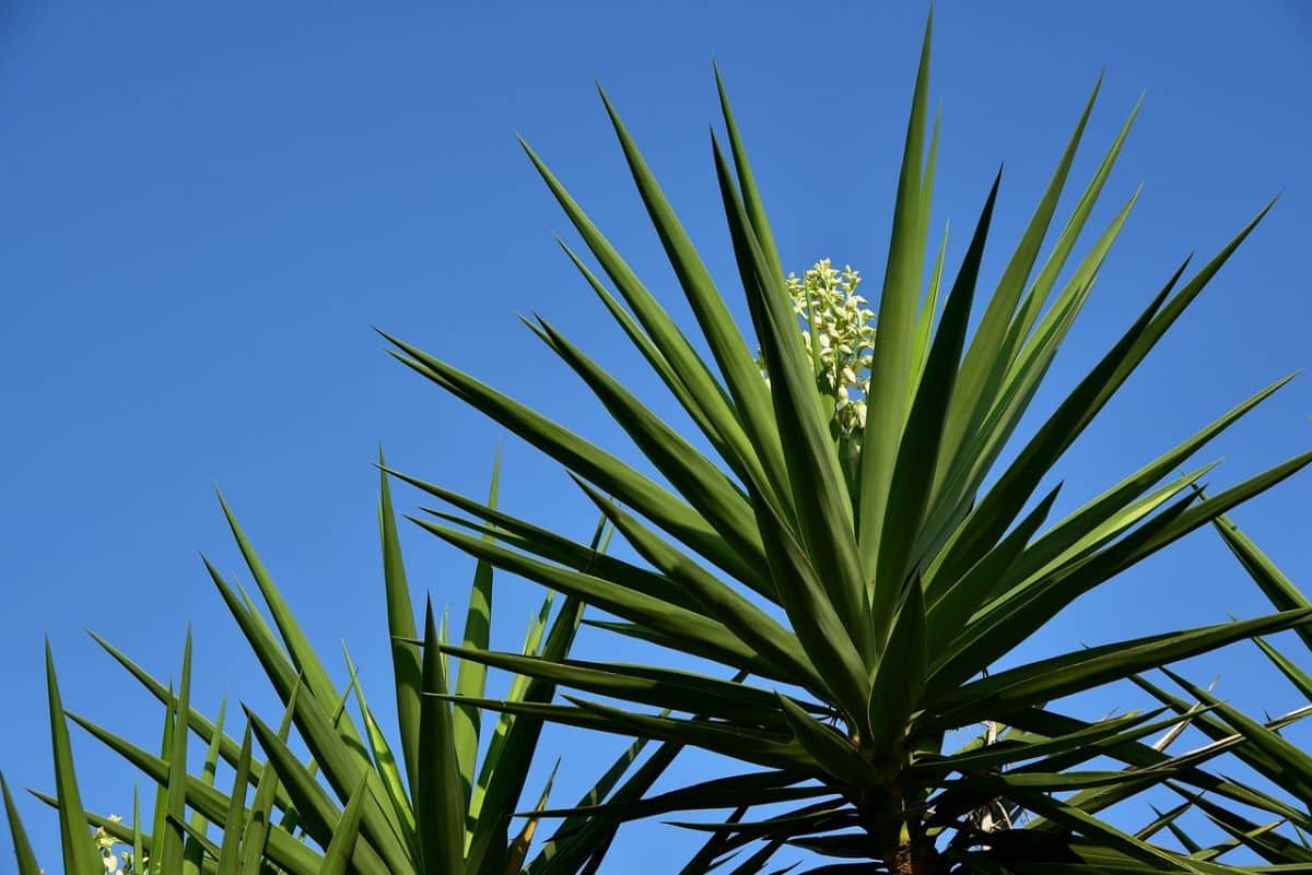 How to Prune a Yucca