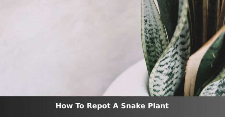 How to Transplant a Snake Plant [Signs You Need To] –ISBUZZLE