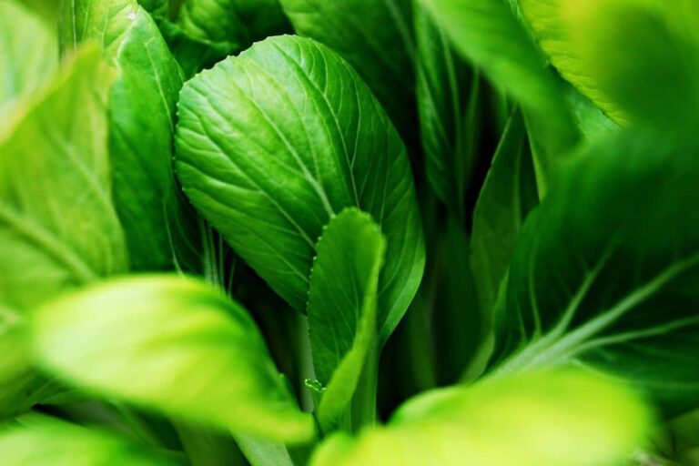 que es el bok choy