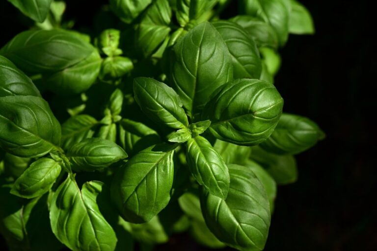trasplantar albahaca