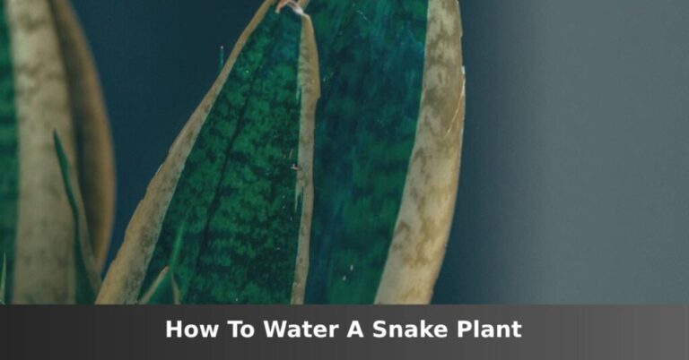 How to water a snake plant [Best Practices] –ISBUZZLE