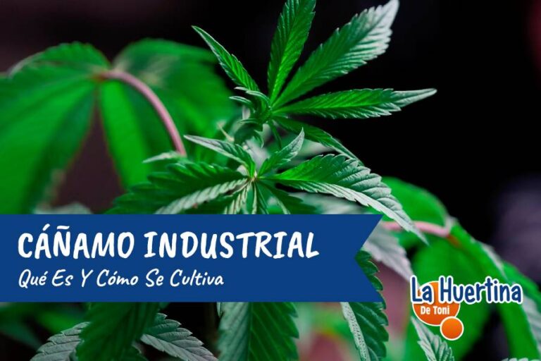 cañamo industrial