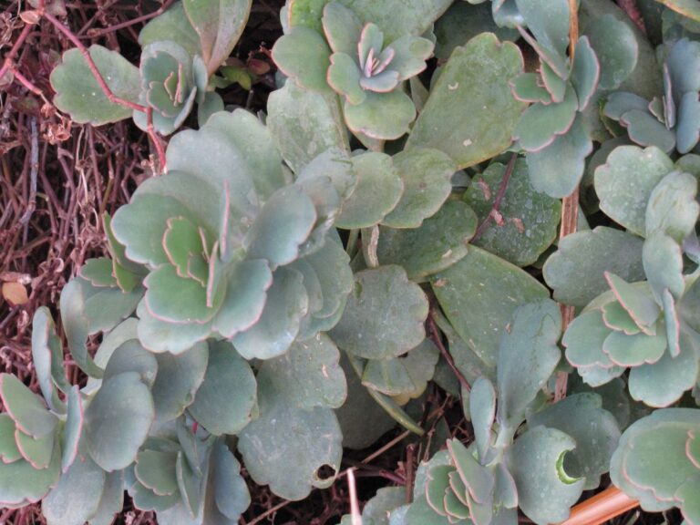 kalanchoe fedtschenkoi