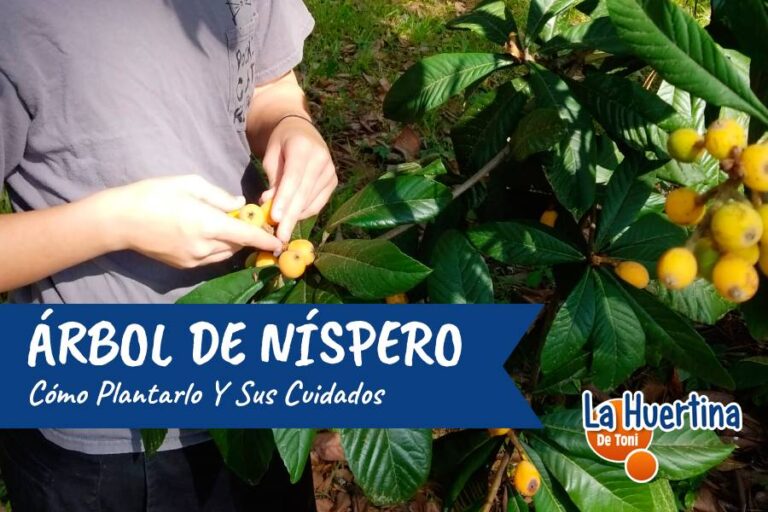 arbol de nispero