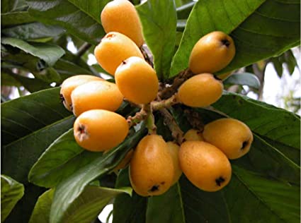 medlar care