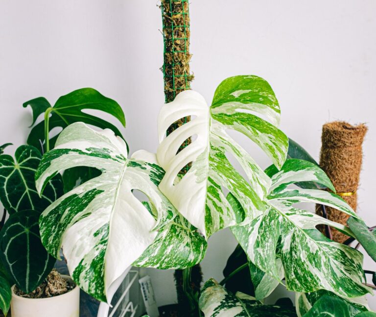 Monstera deliciosa variegata