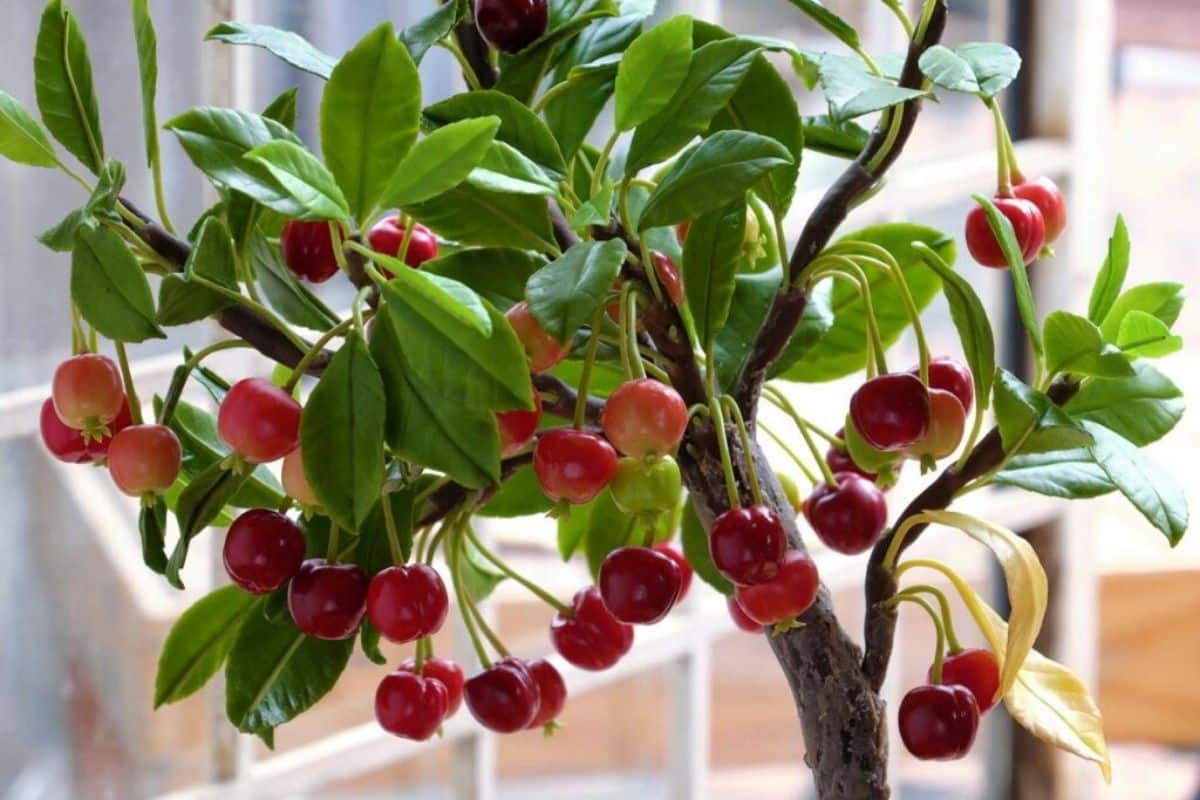 potted cherry tree