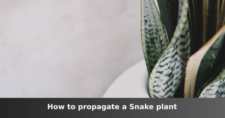 Propagation of Snake Plants [Main Methods You Can Use] –ISBUZZLE
