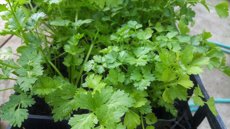 Cilantro propiedades