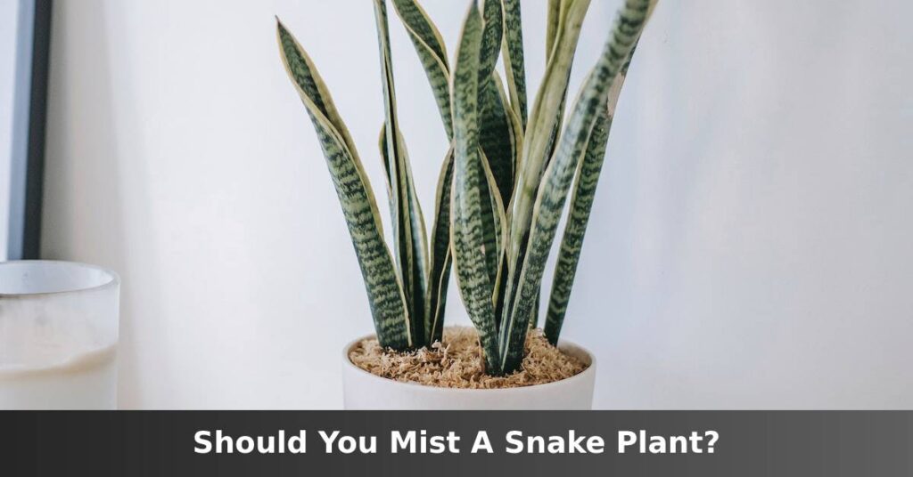 Should you spray a snake plant? [What To Do Instead] –ISBUZZLE