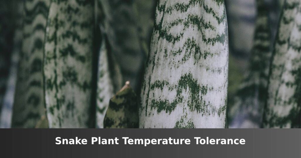 Snake Plant Temperature Tolerance [The Ideal Range] –ISBUZZLE