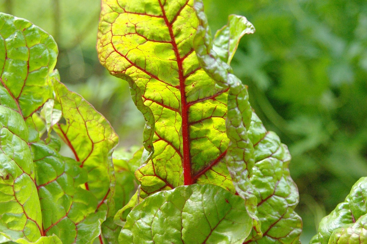 Swiss chard stands out for its vibrant color and nutritional properties