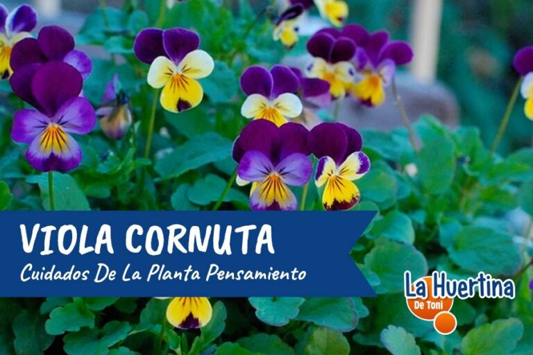 viola cornuta cuidados