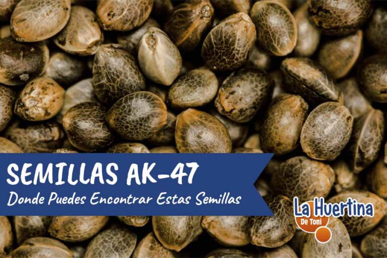semillas de marihuana AK 47