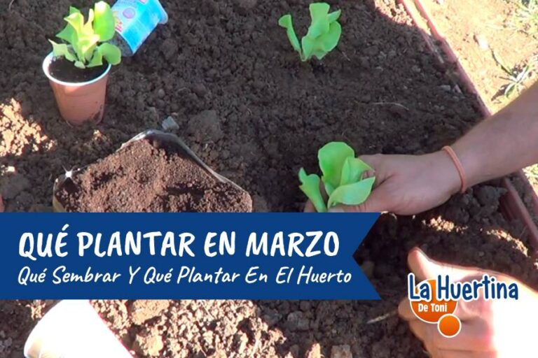 QUÉ PLANTAR EN MARZO